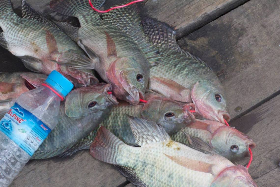 11148485_10153054398500703_4059214456226542202_o